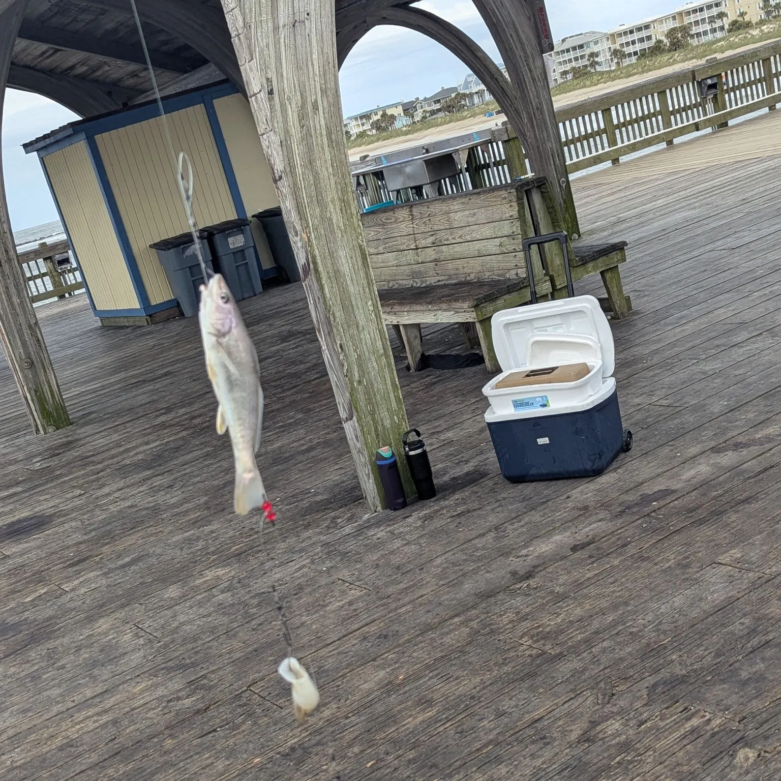 The most recent Southern kingcroaker catches on Fishbrain
