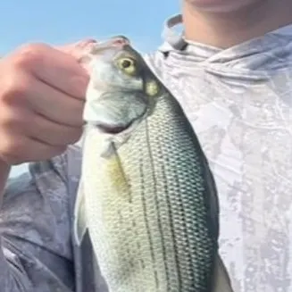 White bass caught on Fishbrain