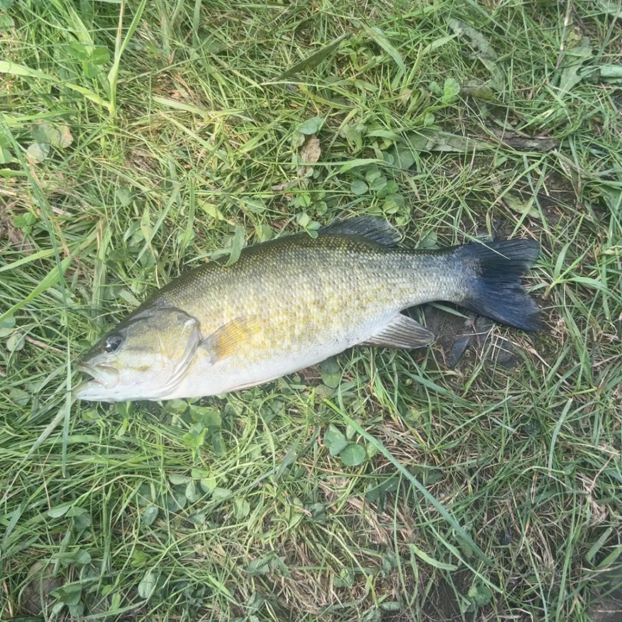 Smallmouth bass caught on Fishbrain