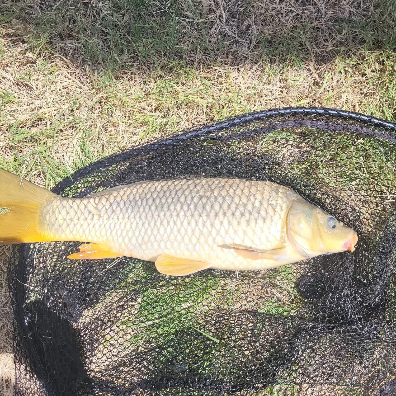 Common carp caught on Fishbrain