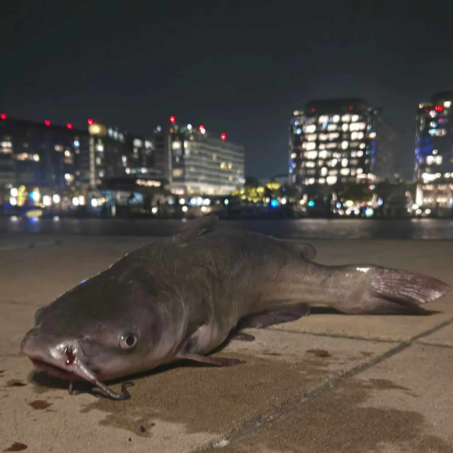 Channel catfish caught on Fishbrain
