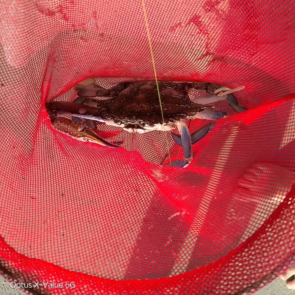 The most recent Blue swimmer crab catches on Fishbrain