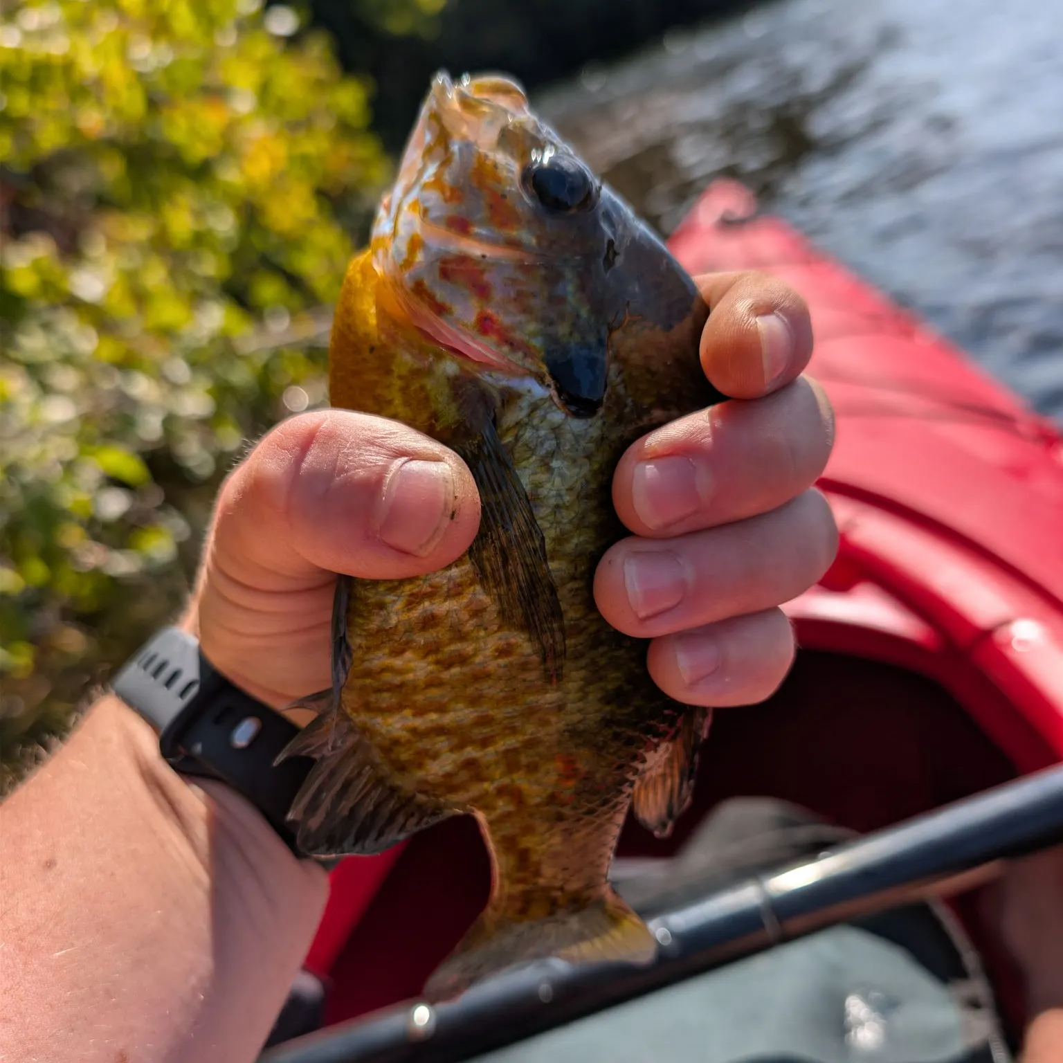 catch