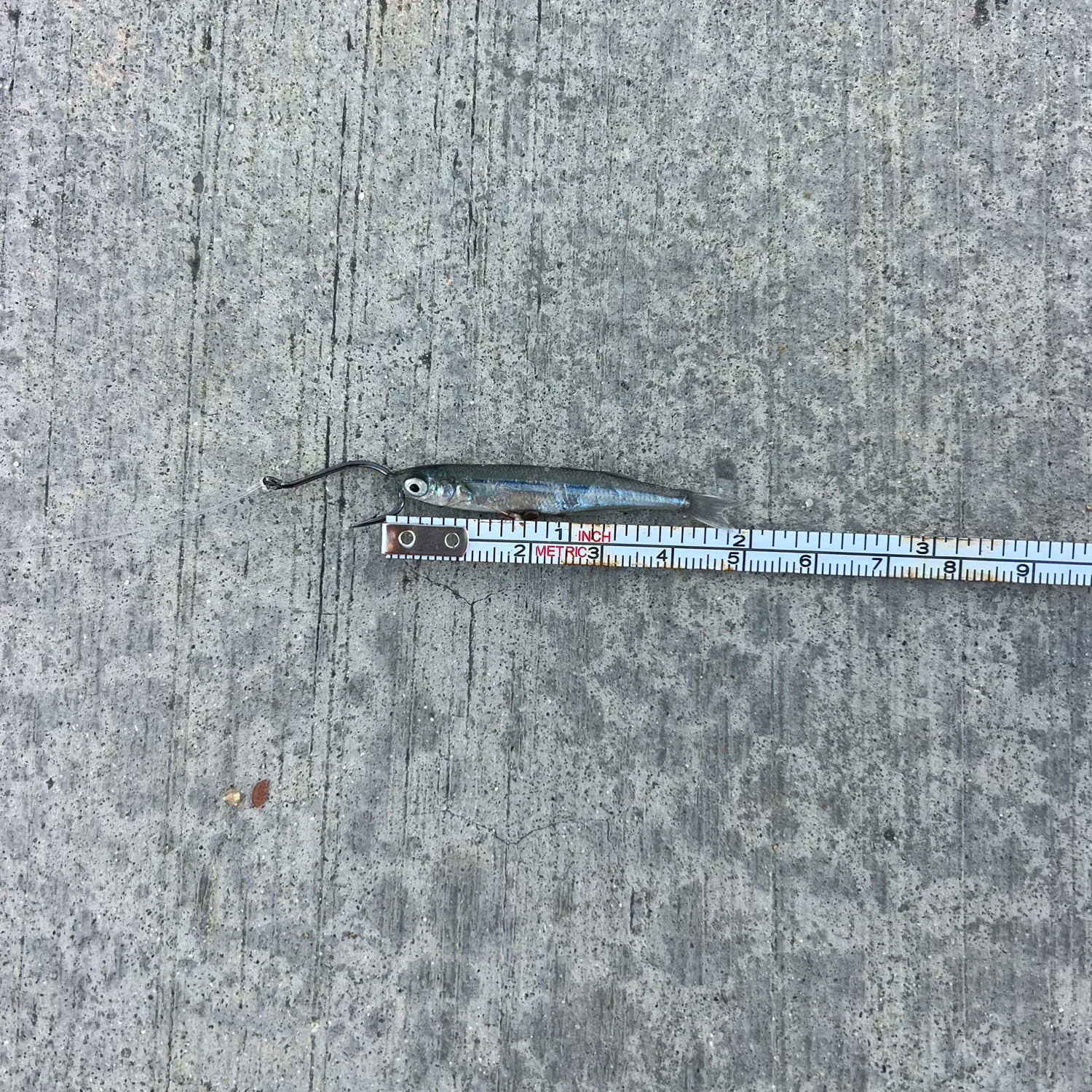 The most recent Broad-striped anchovy catches on Fishbrain