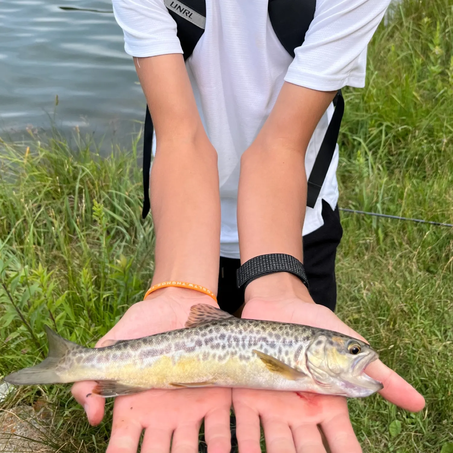 The most recent Tiger trout catches on Fishbrain