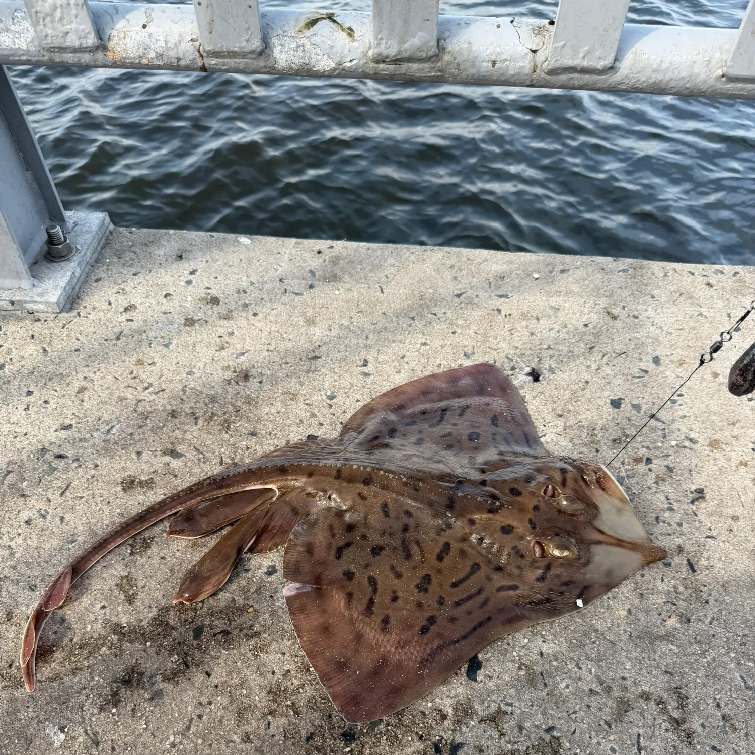 The most recent Clearnose skate catches on Fishbrain