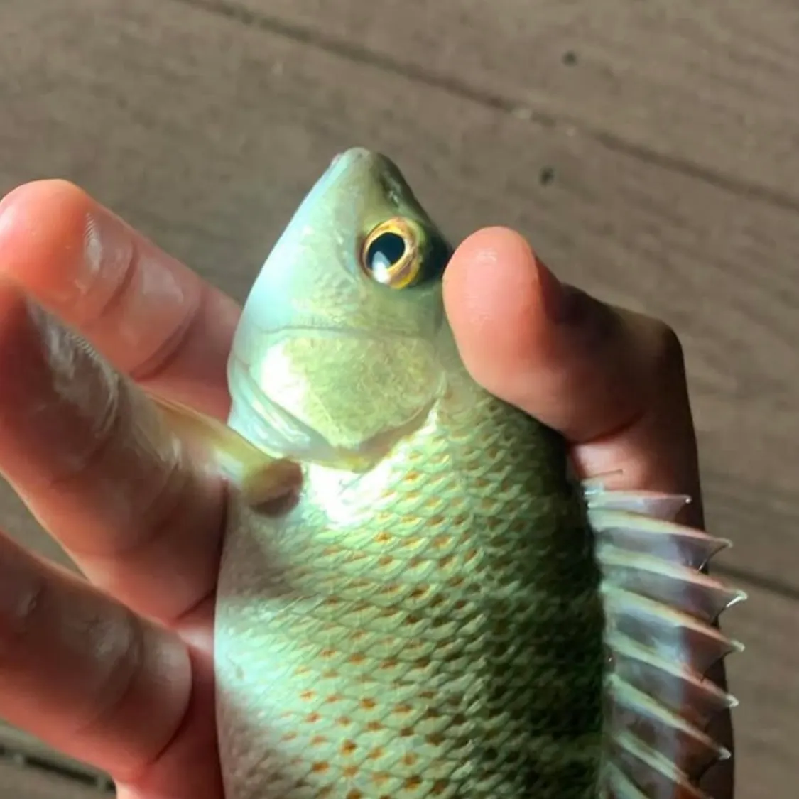 The most recent Mahogany snapper catches on Fishbrain