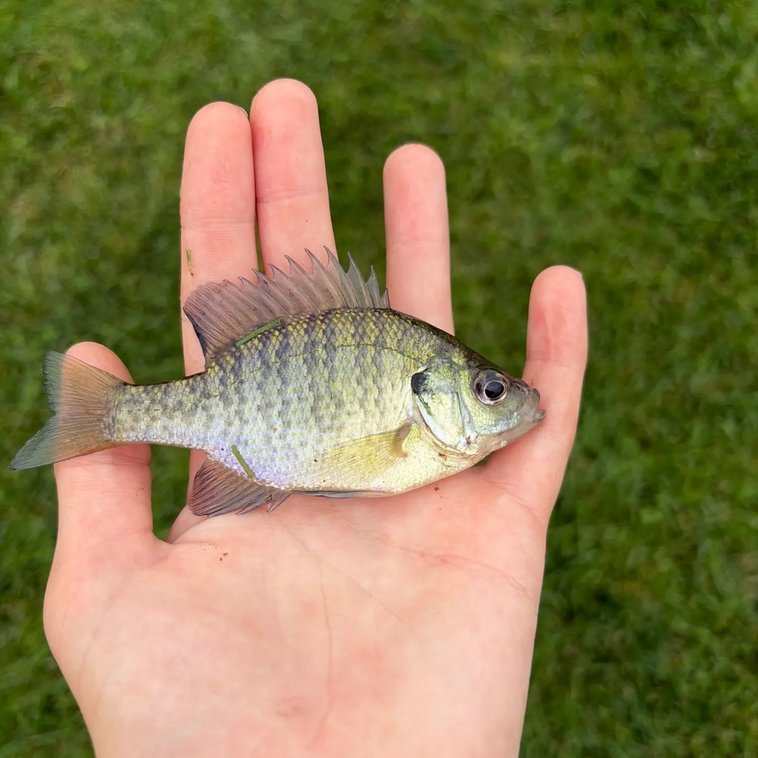 Bluegill caught on Fishbrain