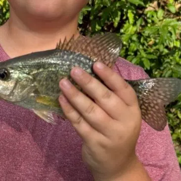 Black crappie caught on Fishbrain