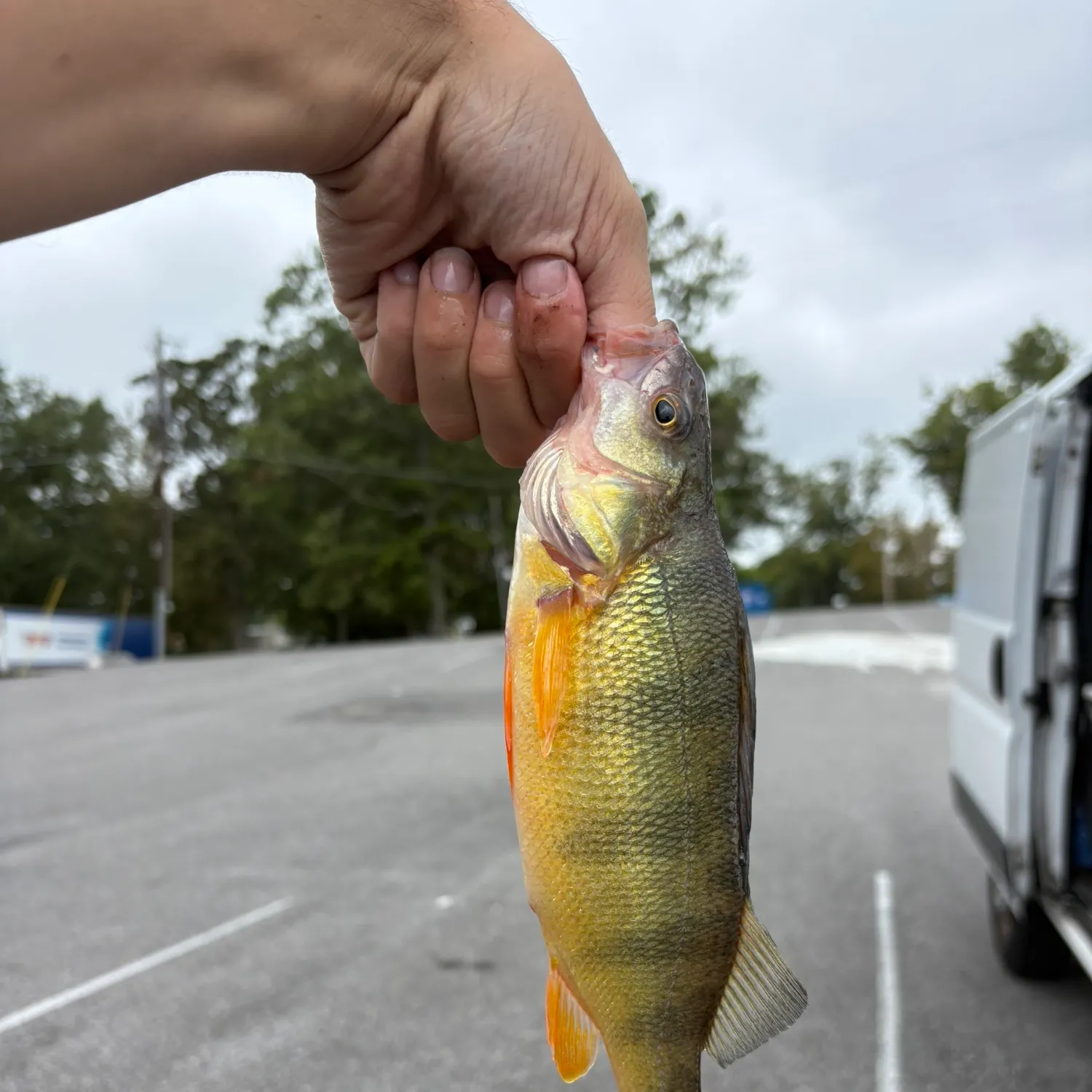 Yellow perch caught on Fishbrain
