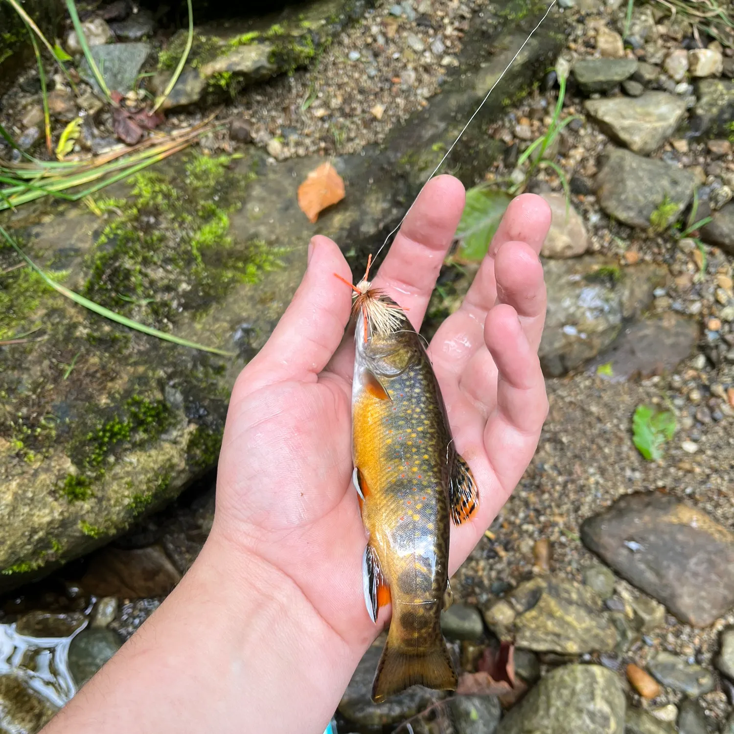 Brook trout caught on Fishbrain