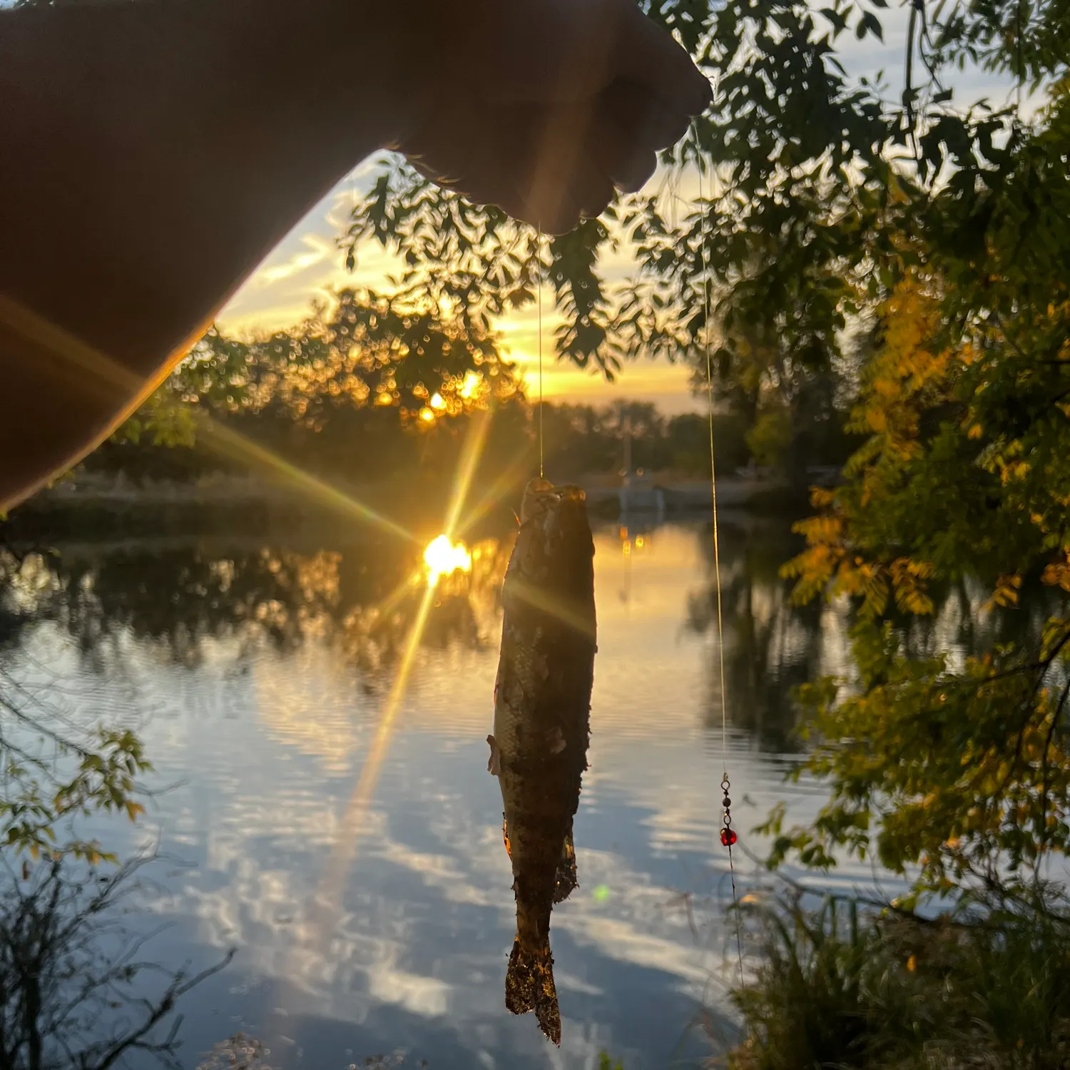 Yellow perch caught on Fishbrain