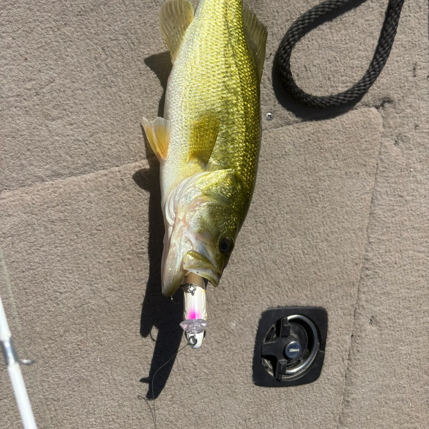 Largemouth bass caught on Fishbrain