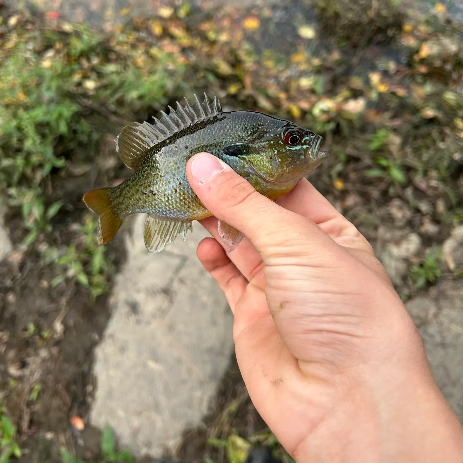 Redbreast sunfish caught on Fishbrain