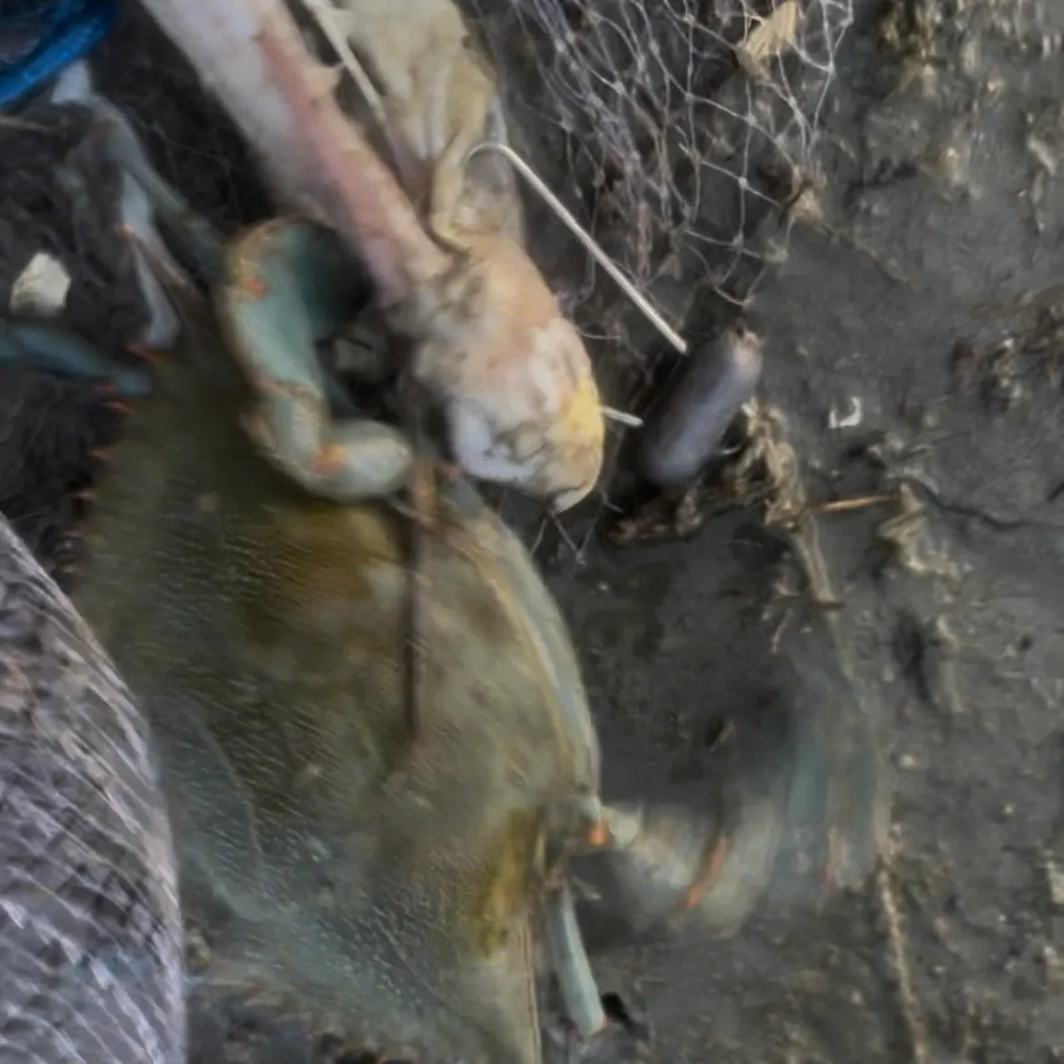 Blue crab caught on Fishbrain