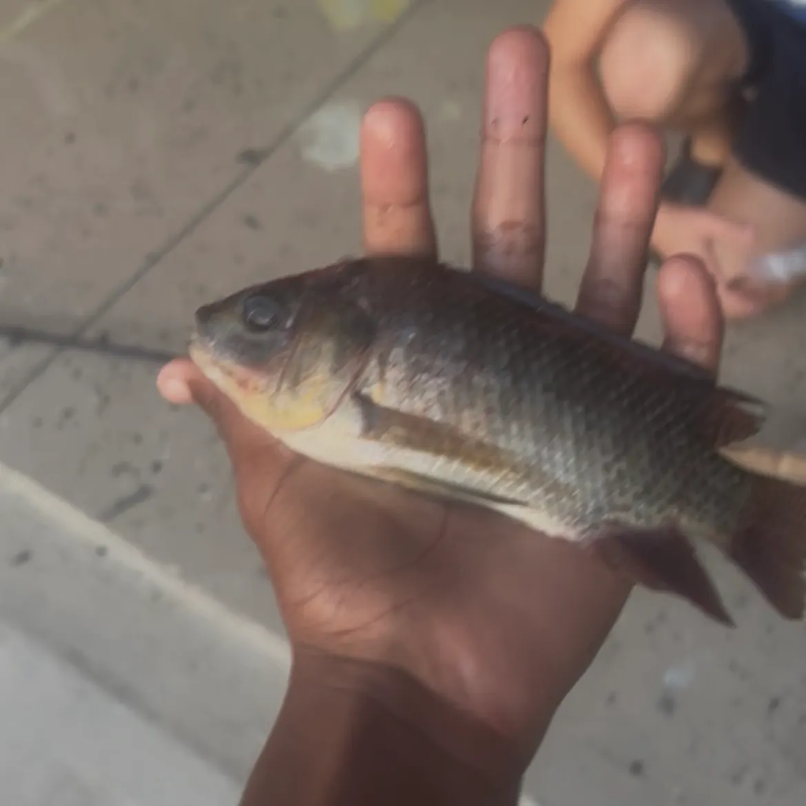 Nile tilapia caught on Fishbrain