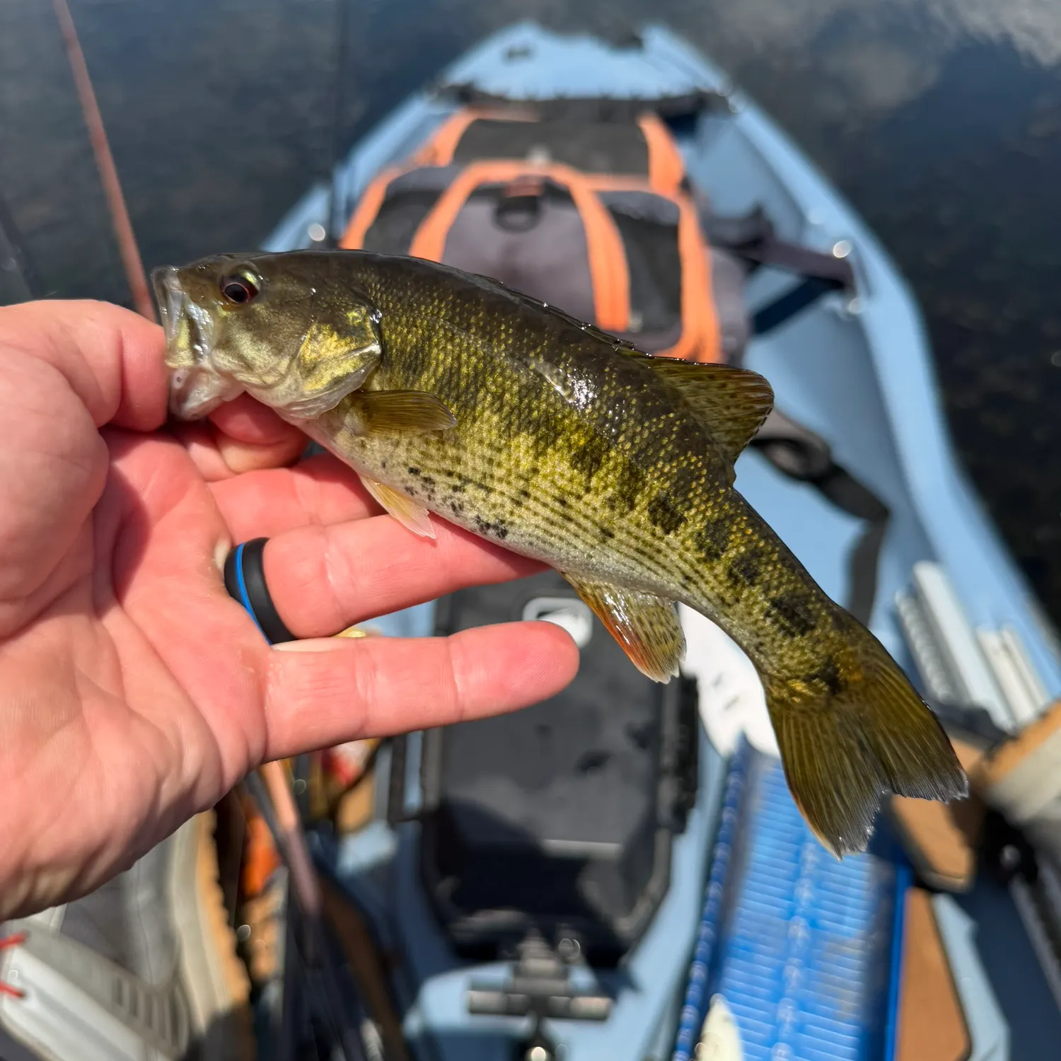 The most recent Bartram's bass catches on Fishbrain