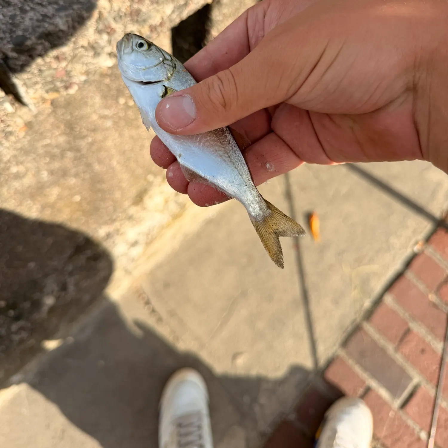Bluefish caught on Fishbrain