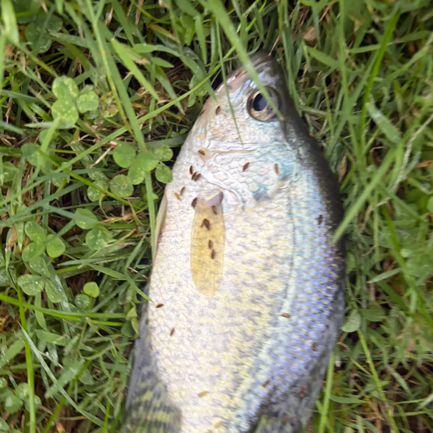 Black crappie caught on Fishbrain