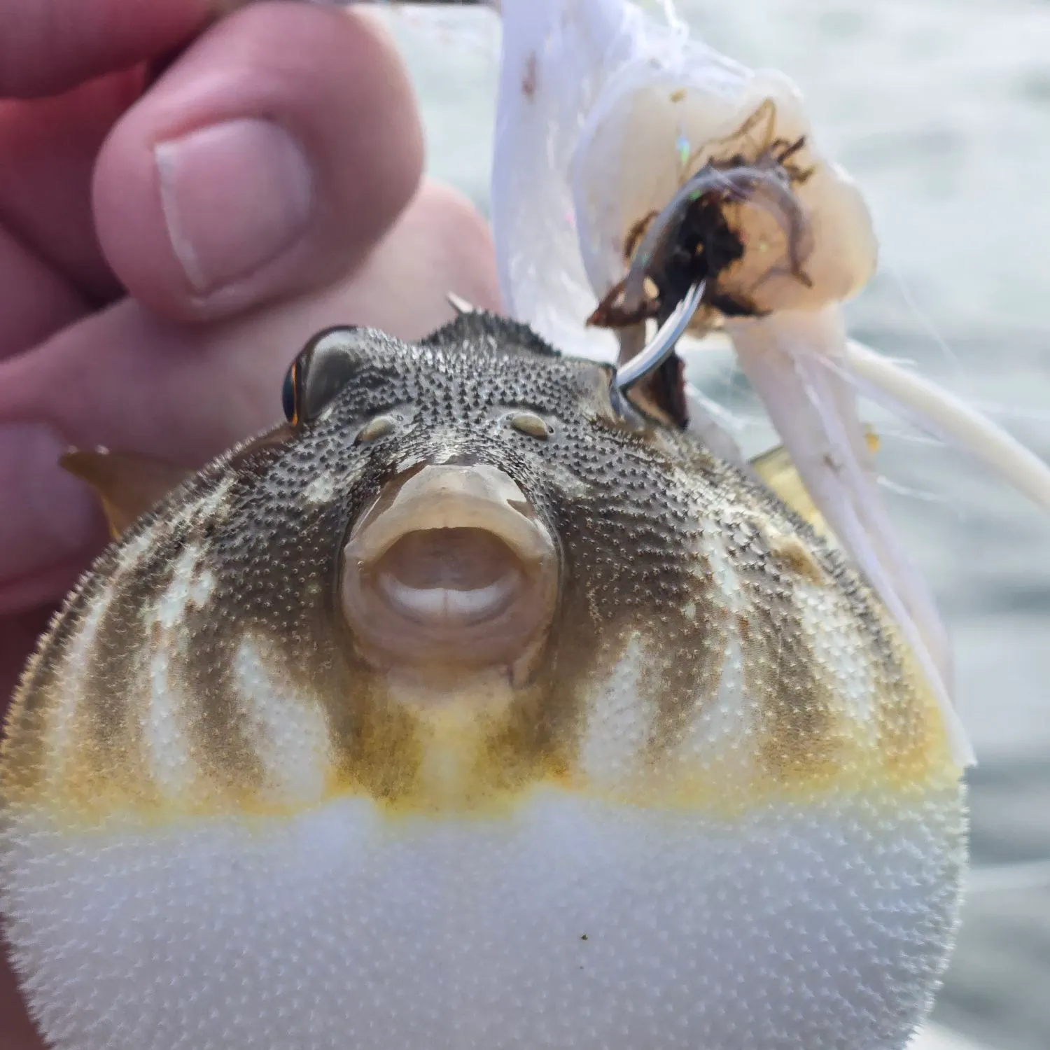 Northern puffer caught on Fishbrain