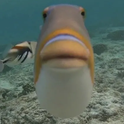 Dictyosoma rubrimaculatum caught on Fishbrain