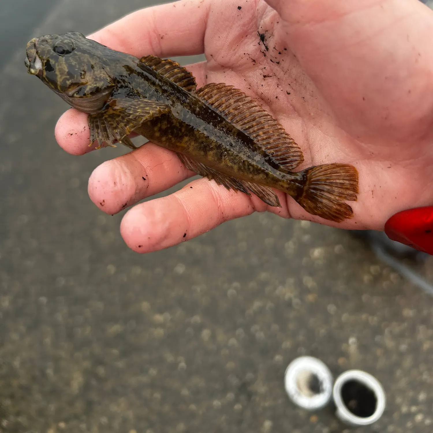 The most recent Mottled sculpin catches on Fishbrain