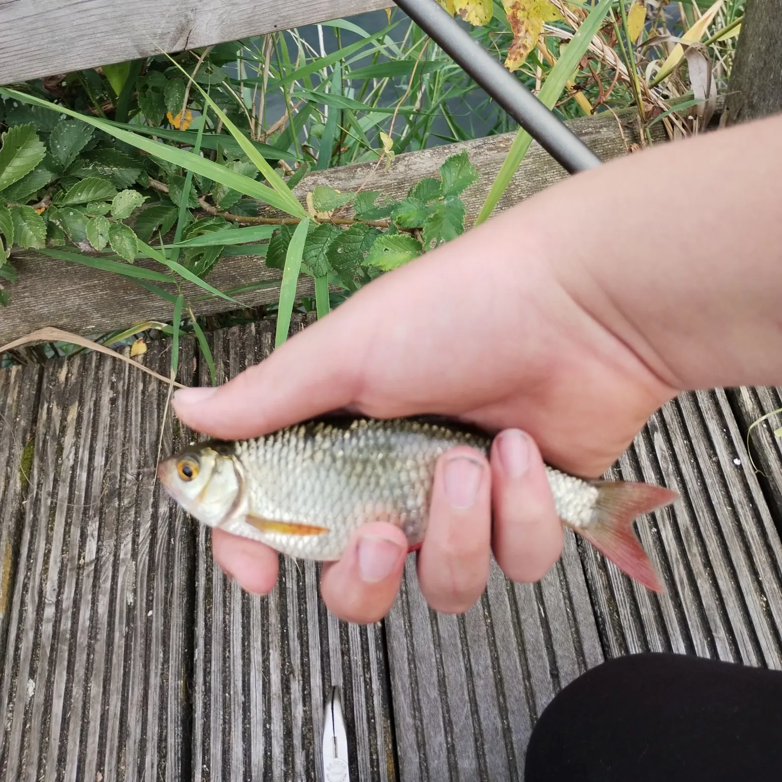 Common rudd caught on Fishbrain
