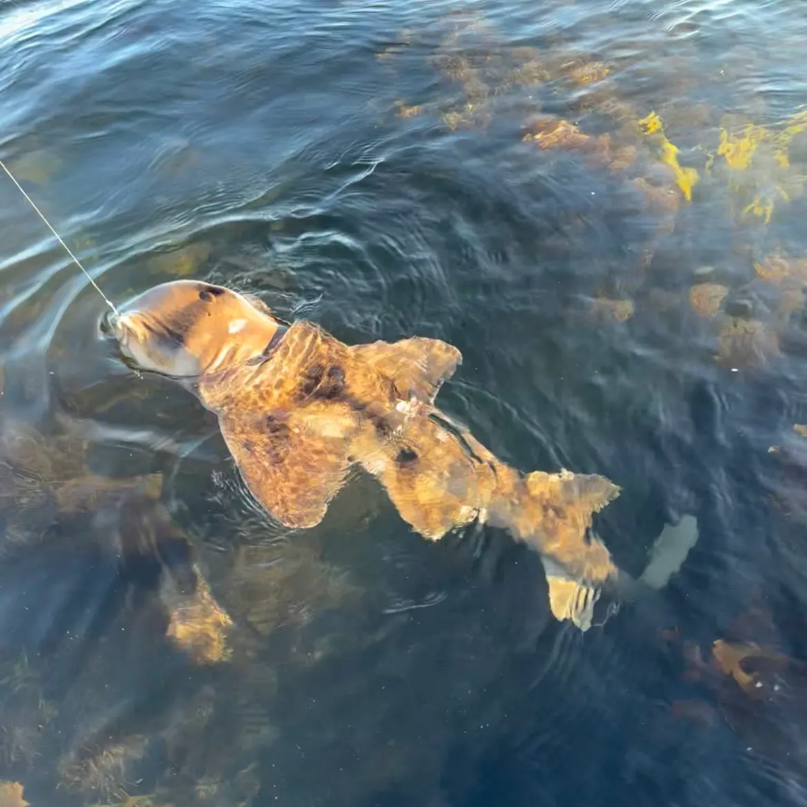 Port Jackson shark caught on Fishbrain