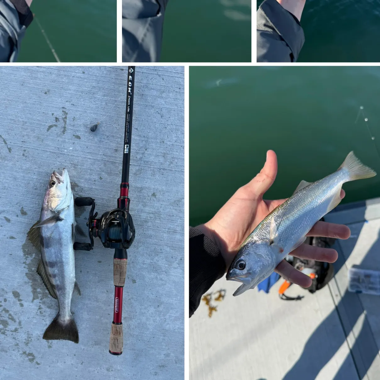 recently logged catches