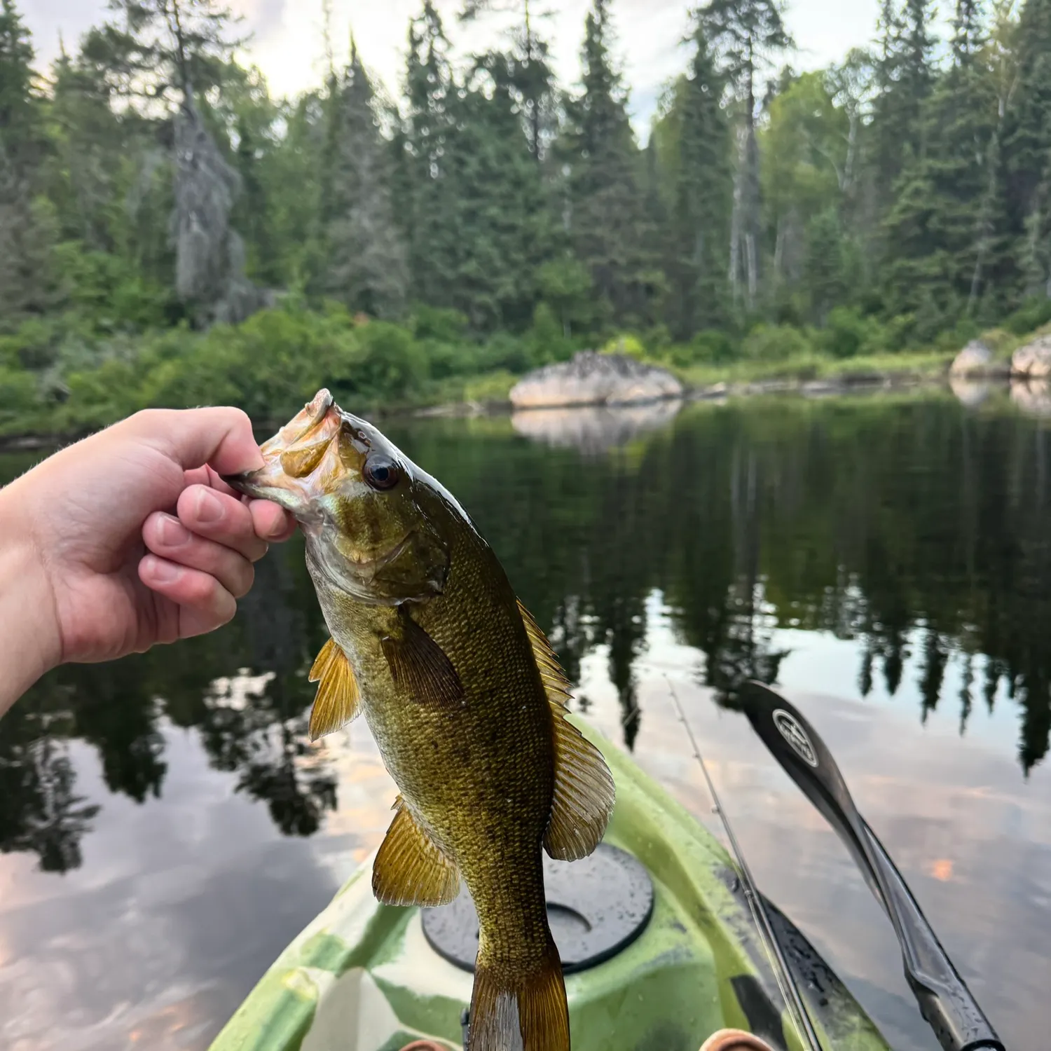 Smallmouth bass caught on Fishbrain