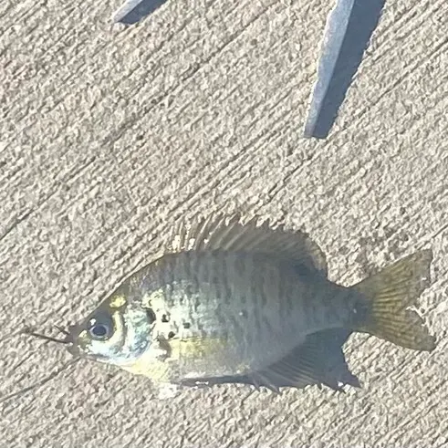 Bluegill caught on Fishbrain