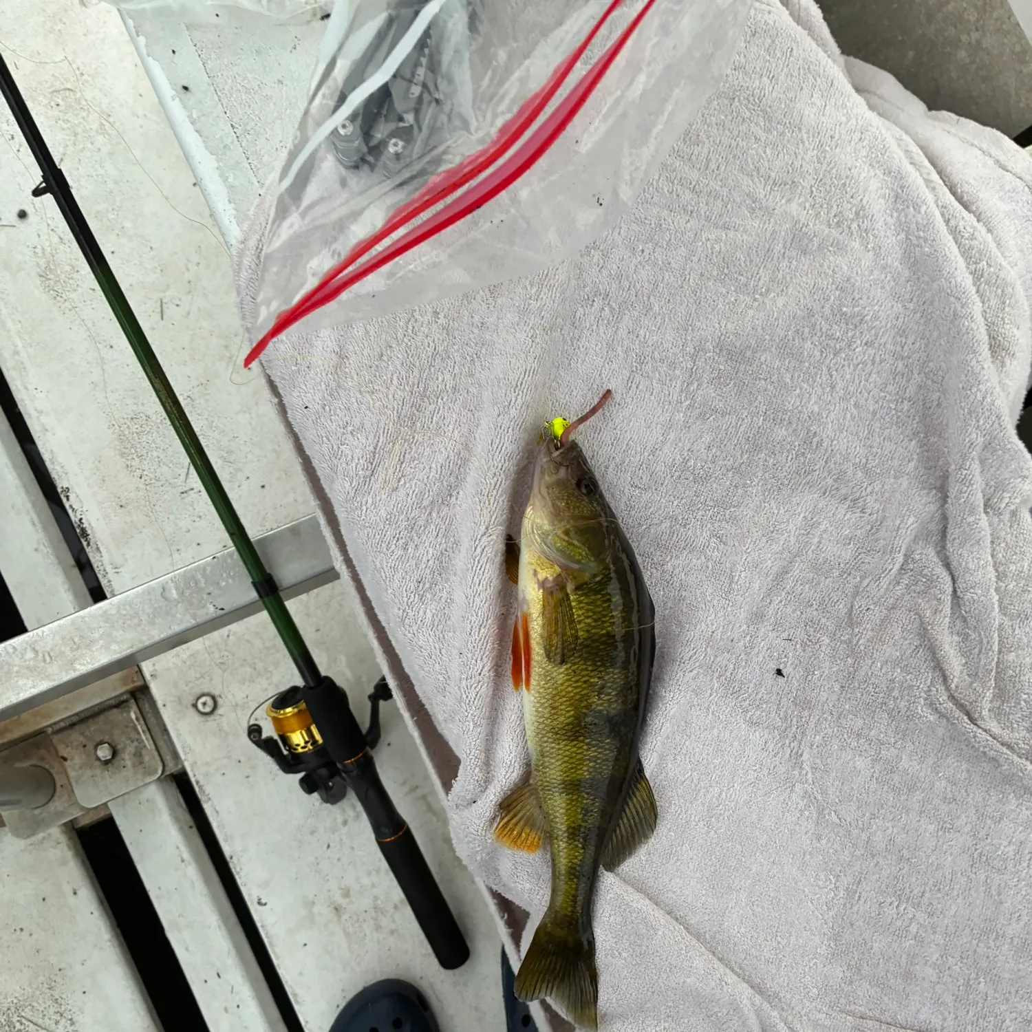 Smallmouth bass caught on Fishbrain