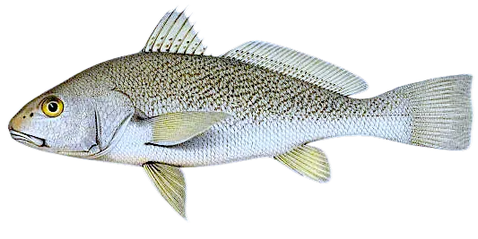 Atlantic croaker