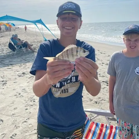 Pinfish caught on Fishbrain