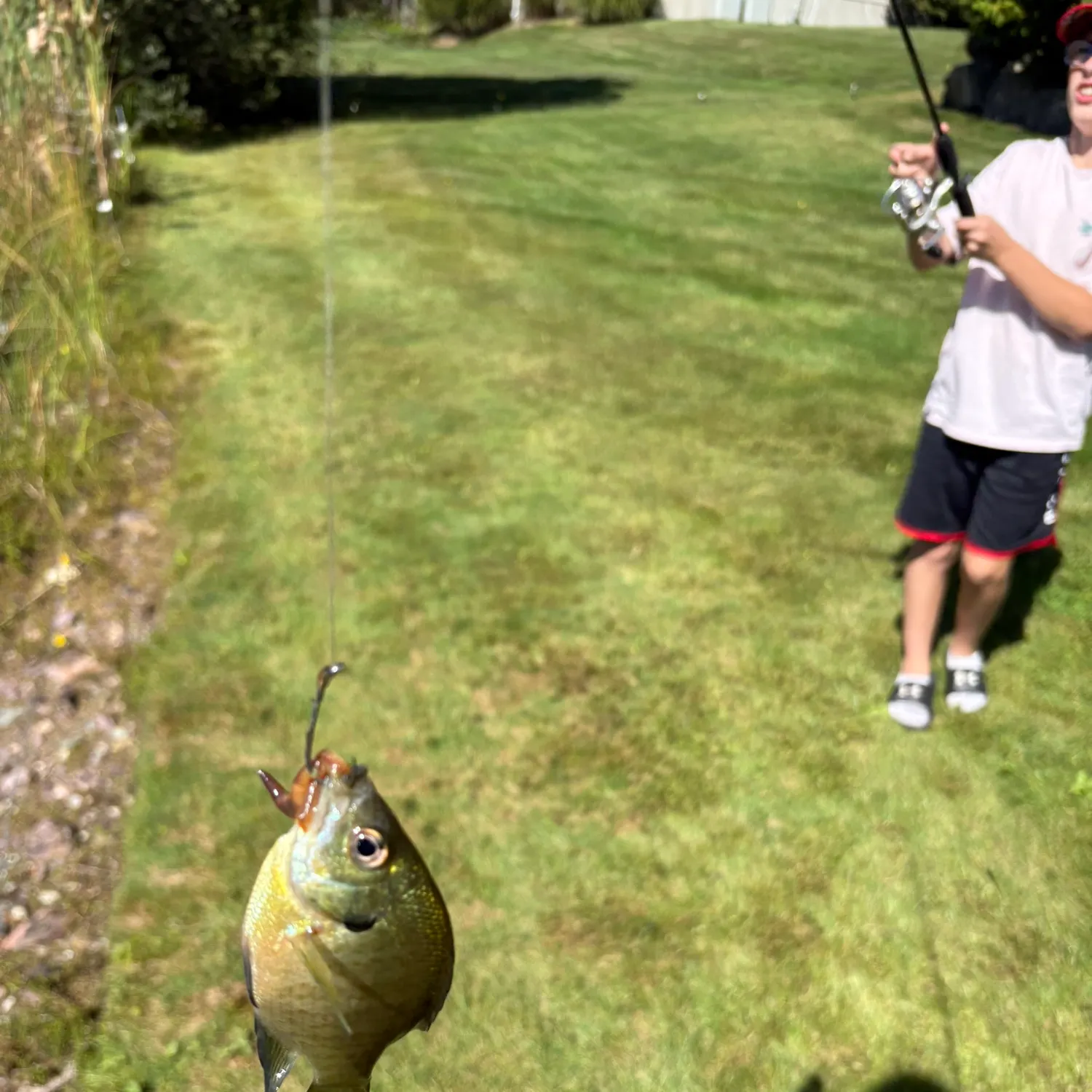 Bluegill caught on Fishbrain