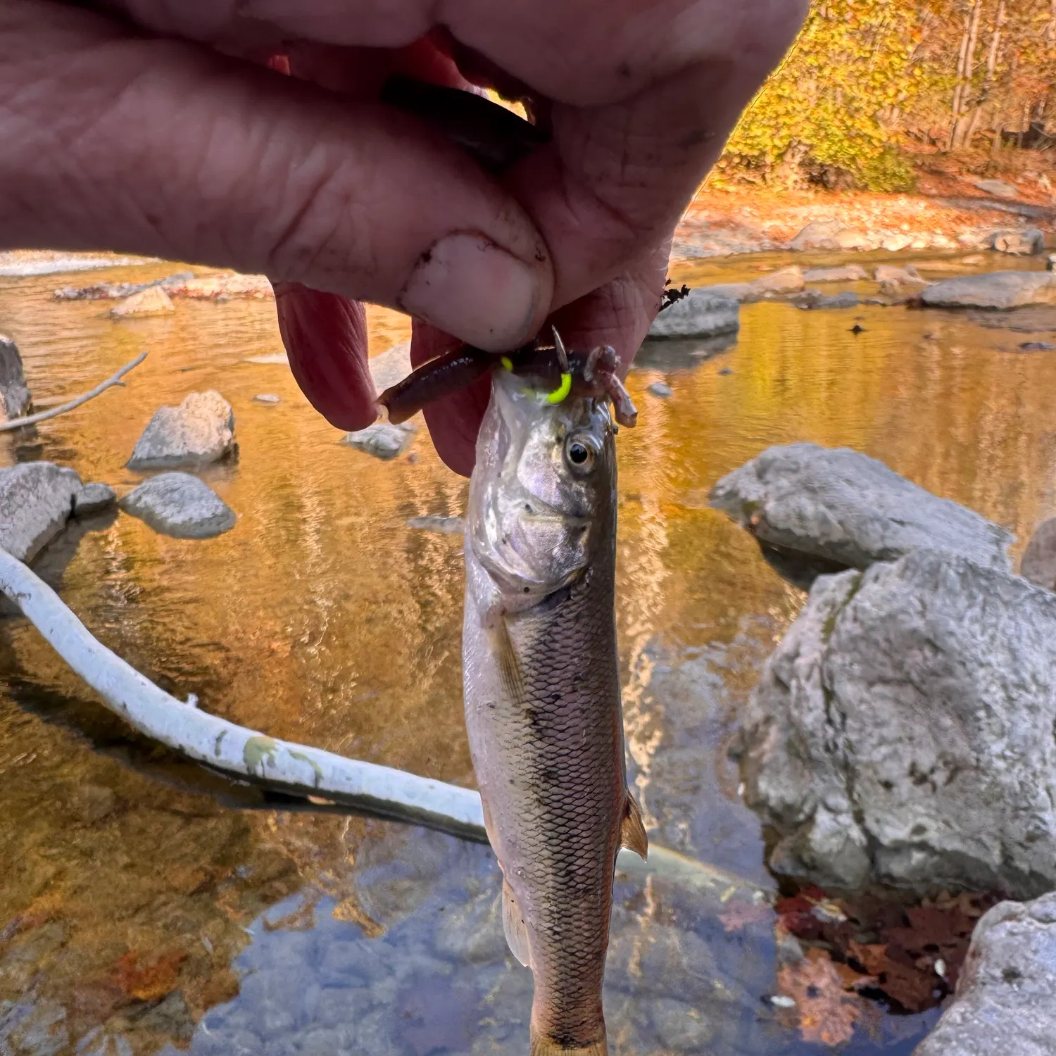 Creek chub caught on Fishbrain