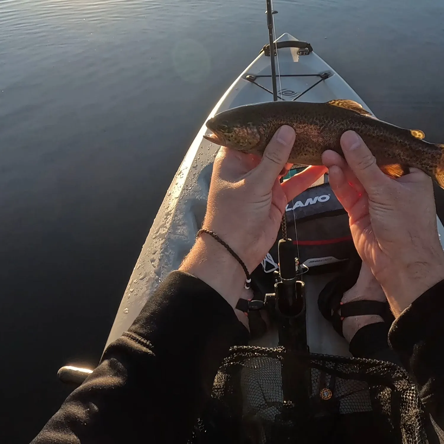 Rainbow trout caught on Fishbrain