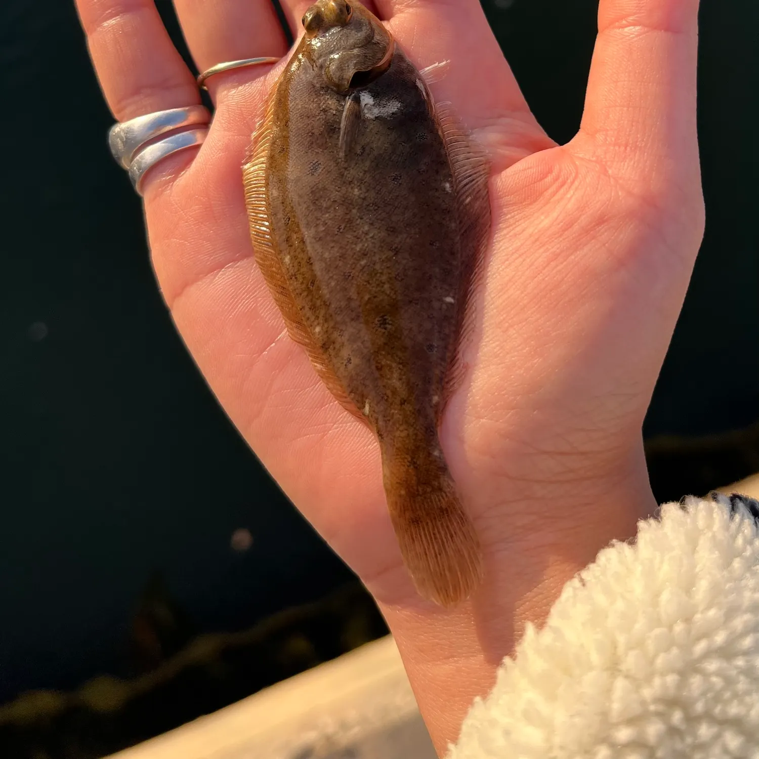 The most popular recent Winter flounder catch on Fishbrain