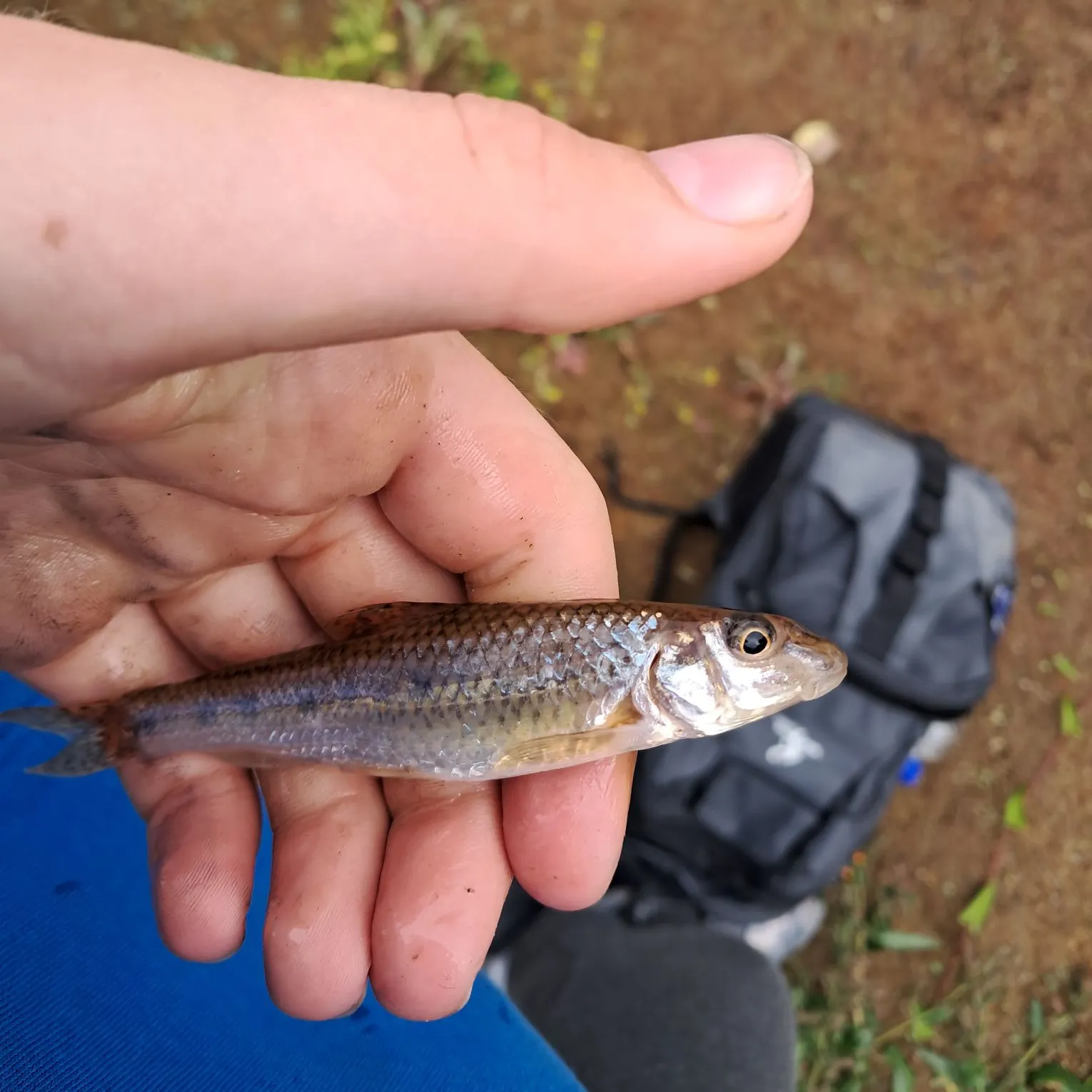 Gudgeon caught on Fishbrain