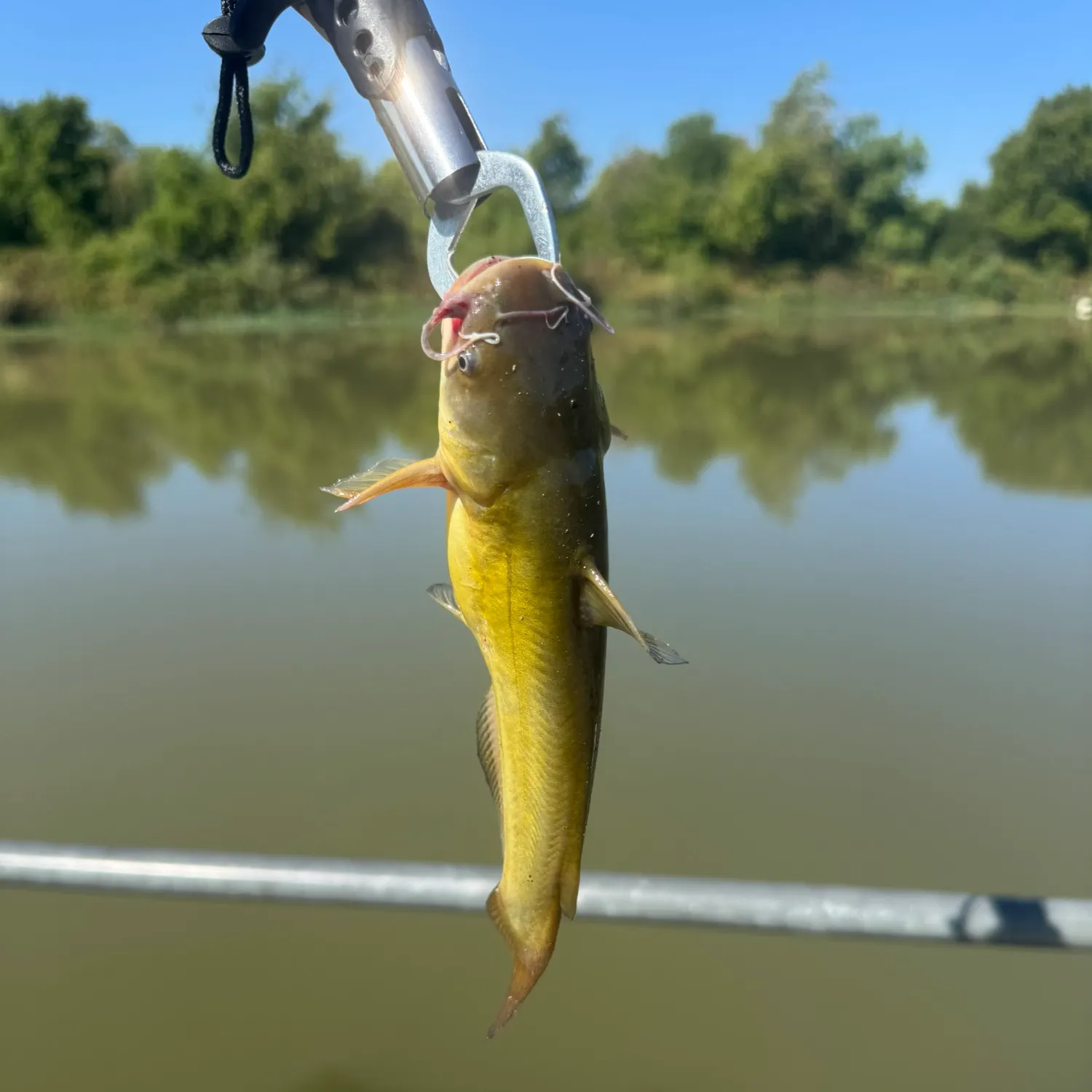 Yellow bullhead caught on Fishbrain