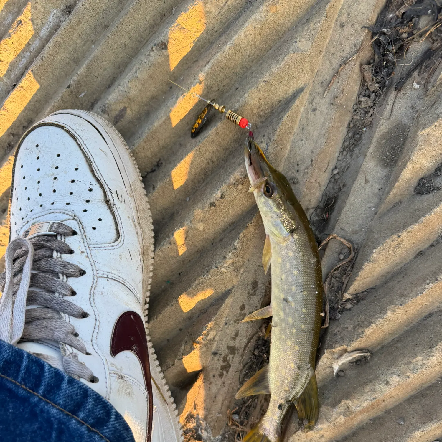 Northern pike caught on Fishbrain