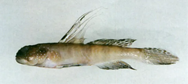 Filamentous shrimpgoby