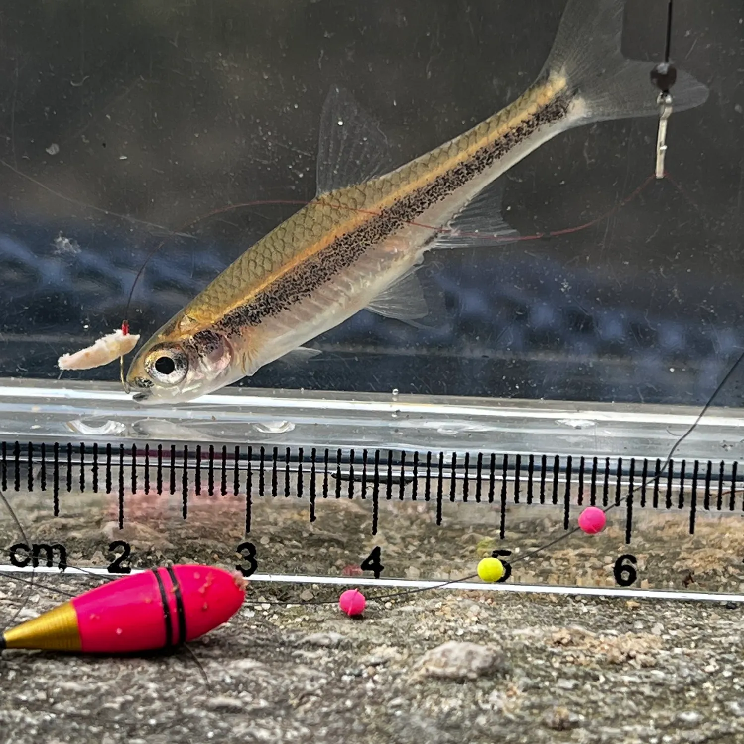 The most recent Highfin shiner catches on Fishbrain