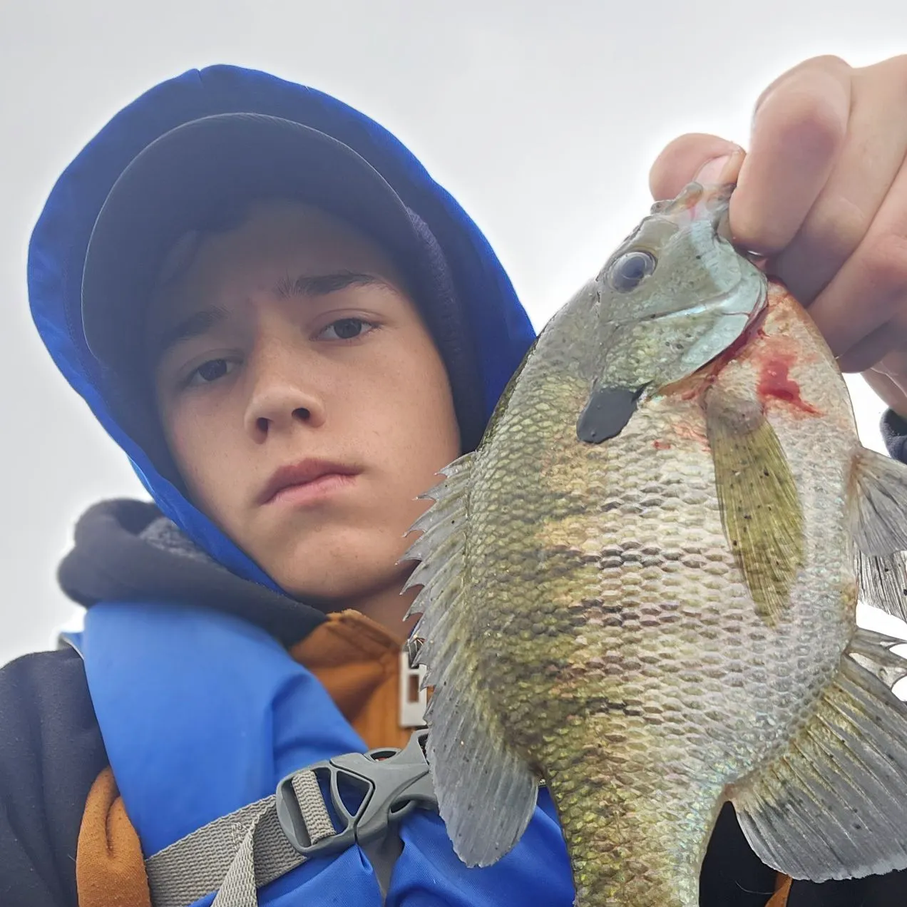 Bluegill caught on Fishbrain