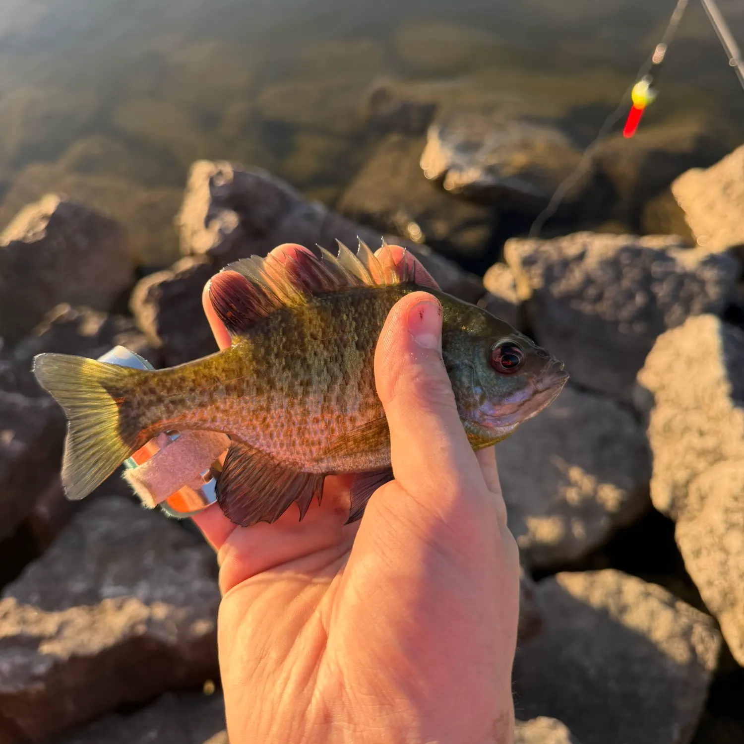 Bluegill caught on Fishbrain