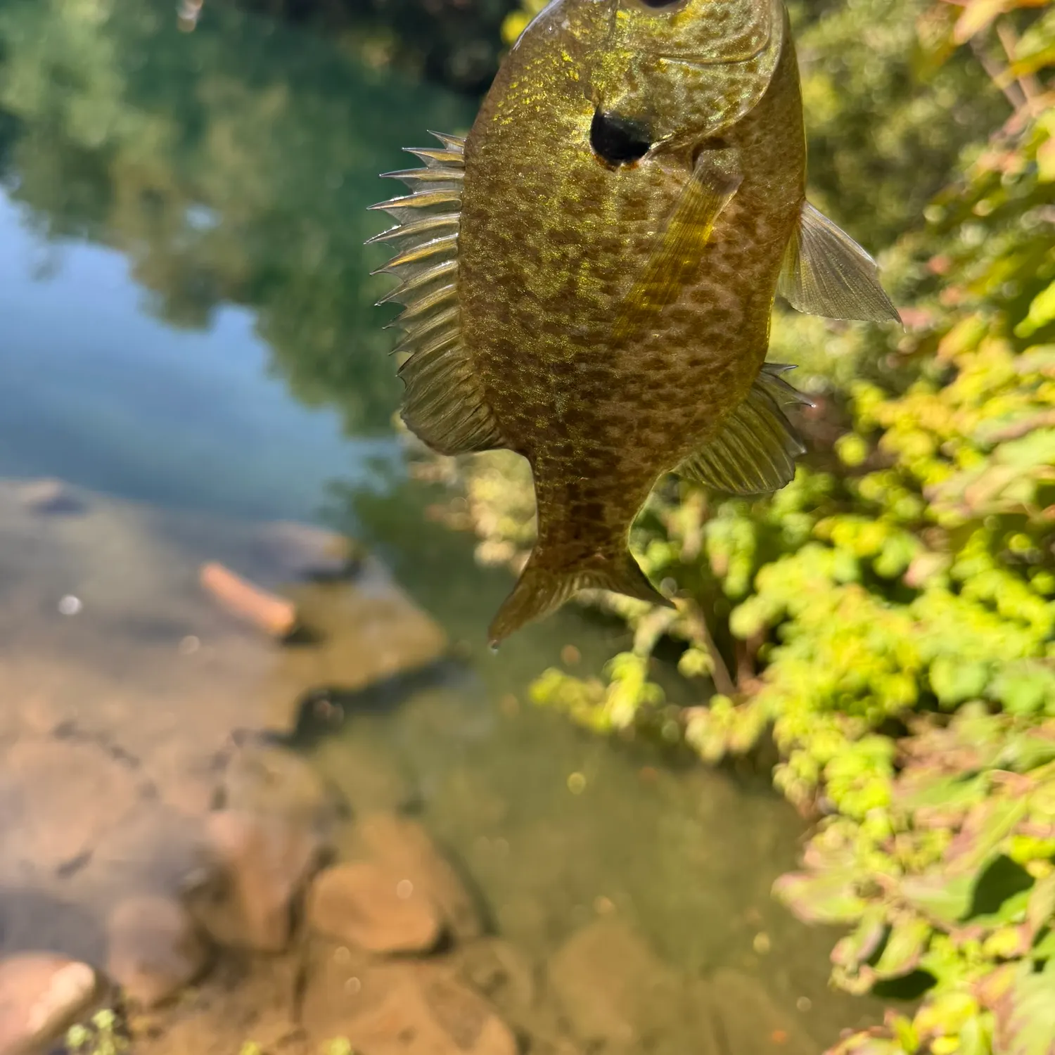 Redear sunfish caught on Fishbrain