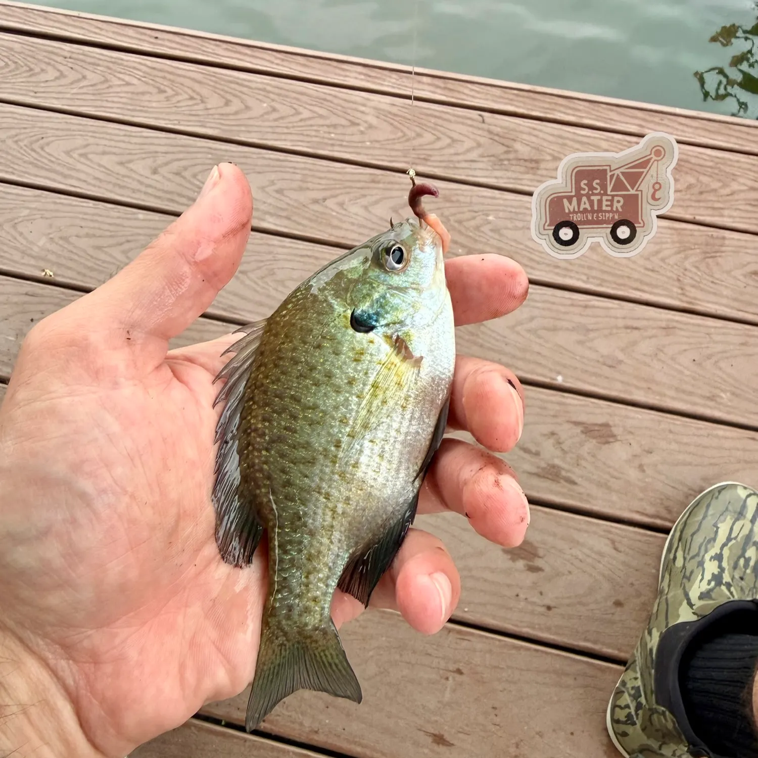 Bluegill caught on Fishbrain