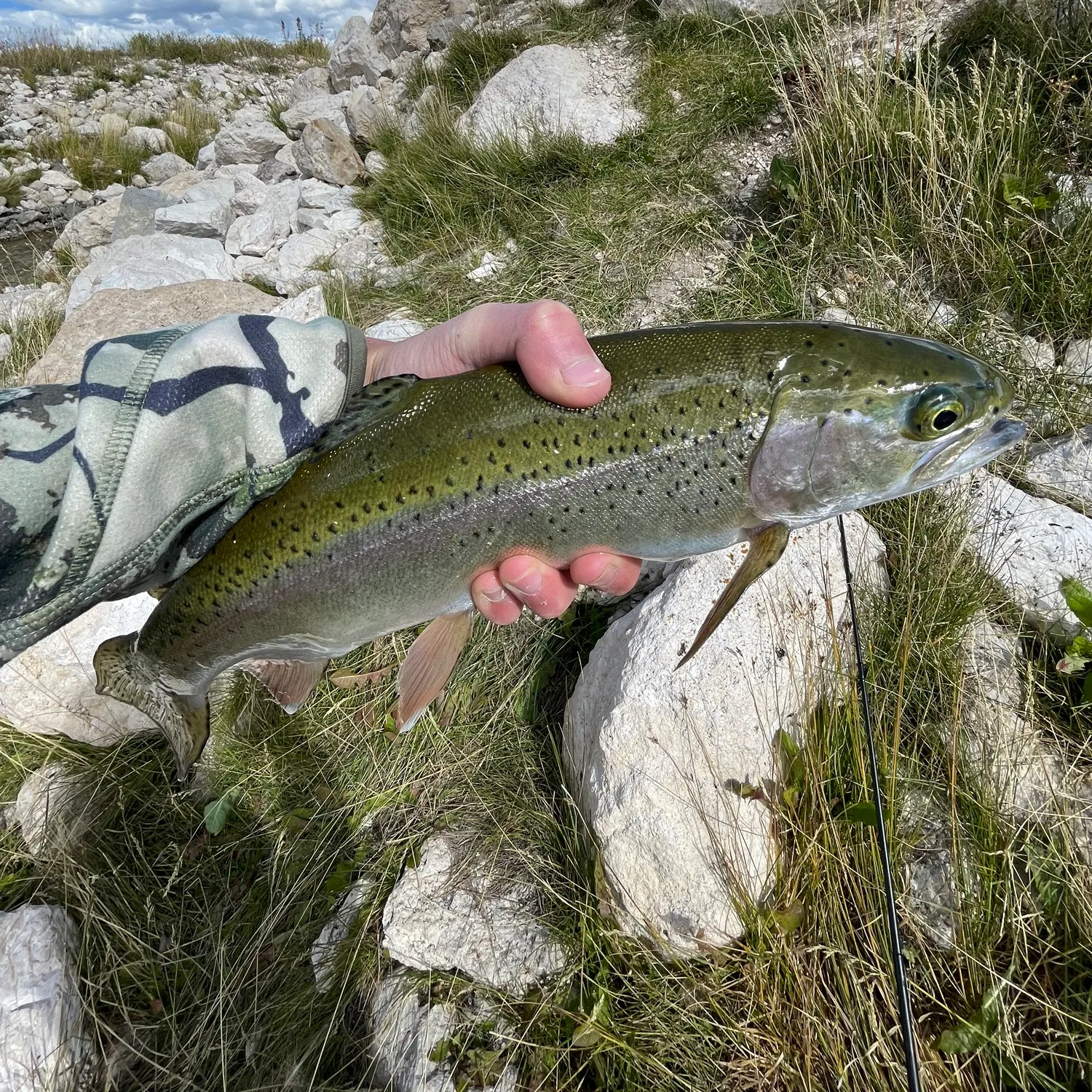Rainbow trout caught on Fishbrain