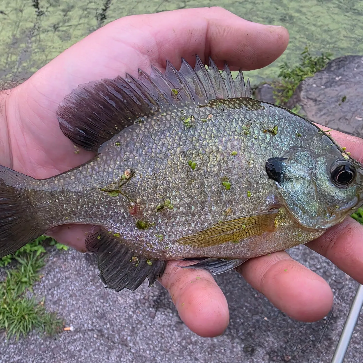 Bluegill caught on Fishbrain