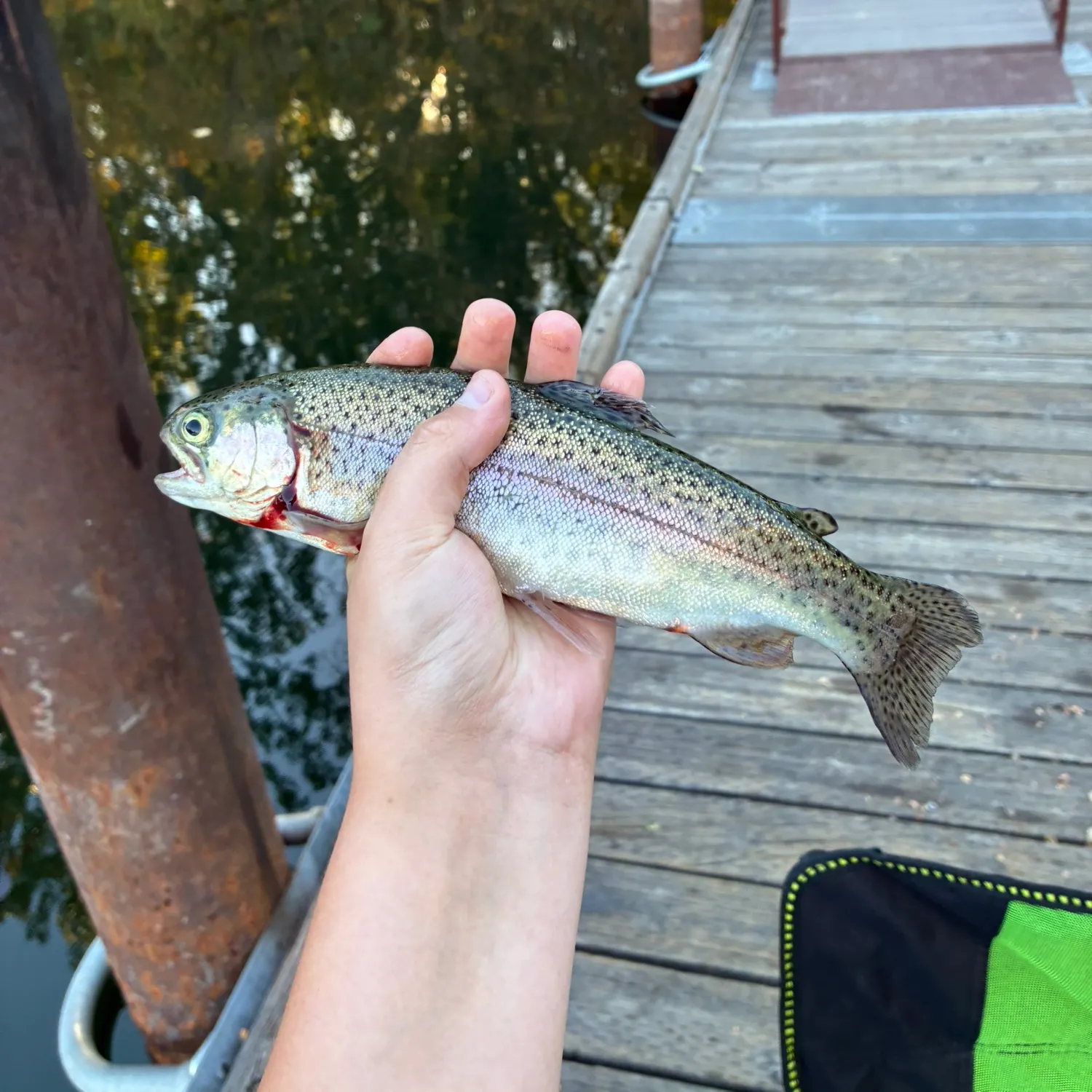Rainbow trout caught on Fishbrain